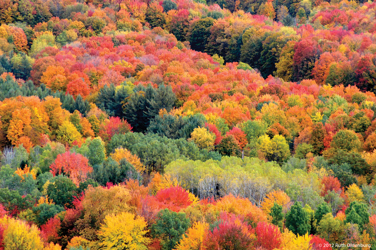 Fall Foliage