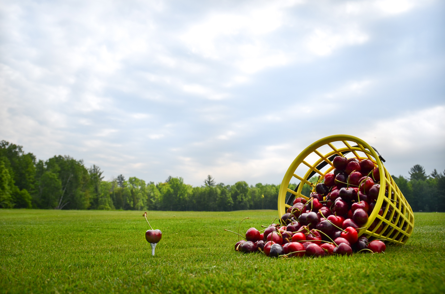 Bucket of Cherries