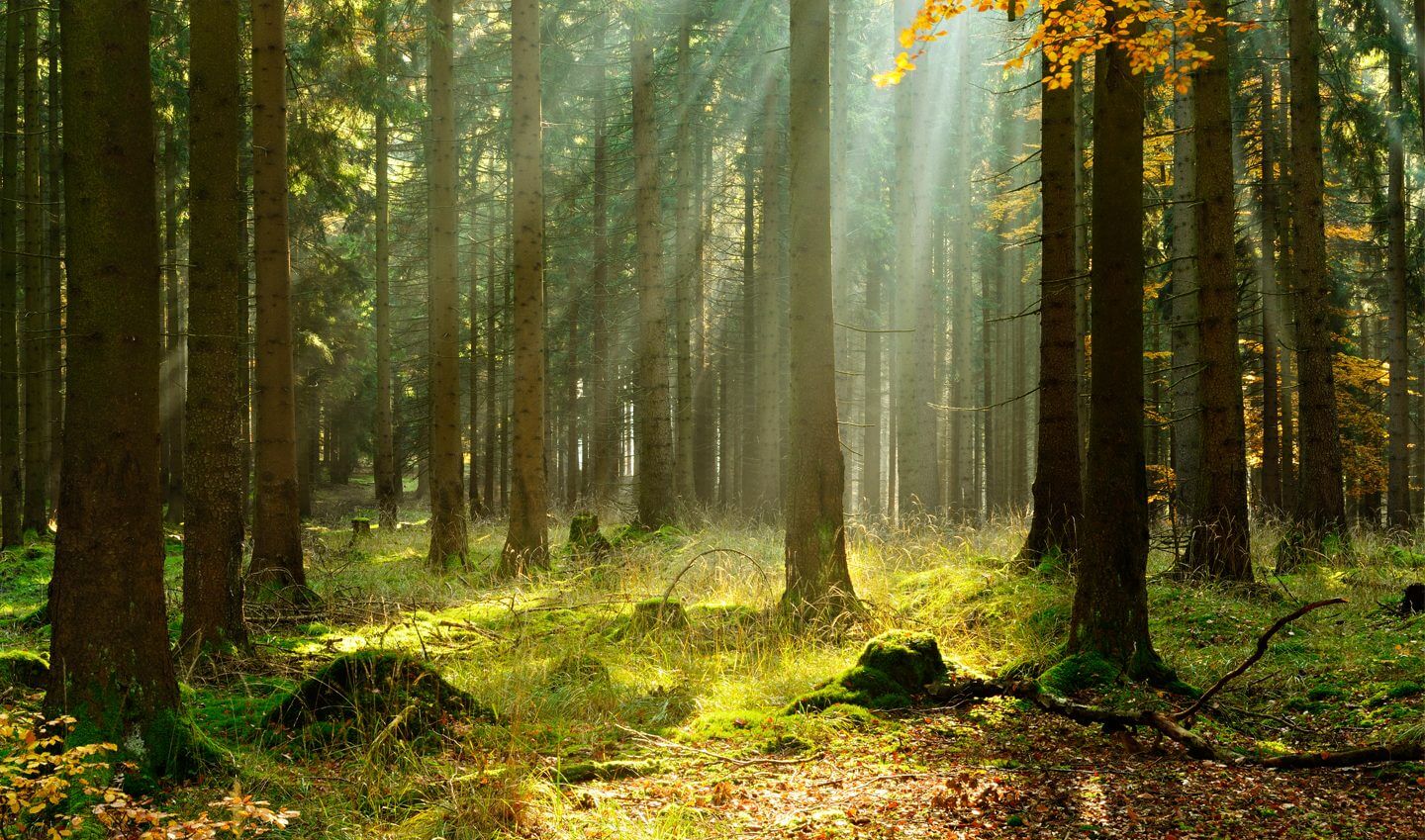 trees in forest