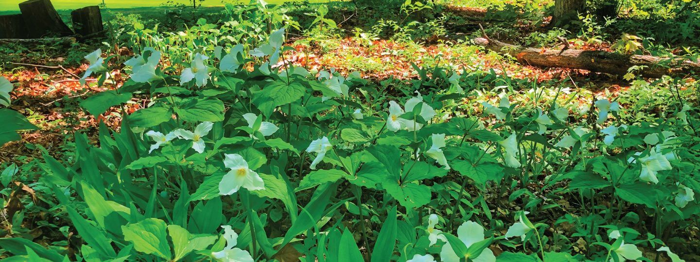 Trillium in the Woods