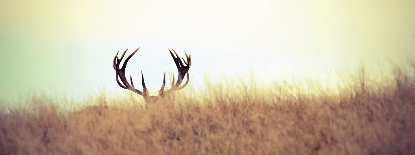 buck antlers over the horizon