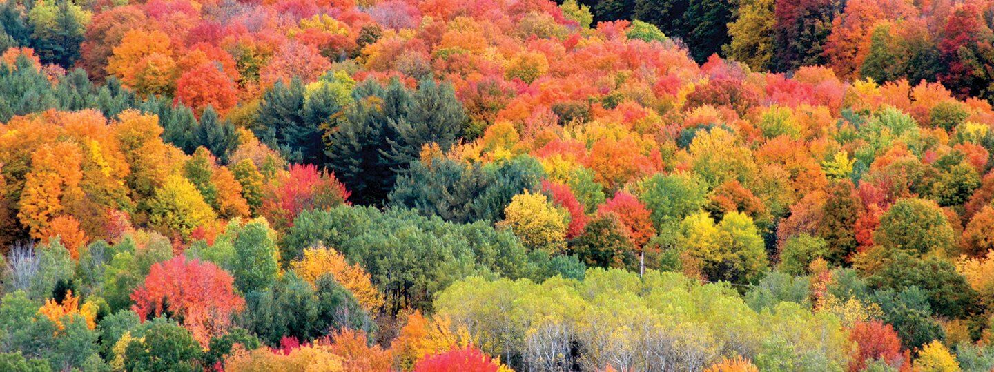 Fall Foliage