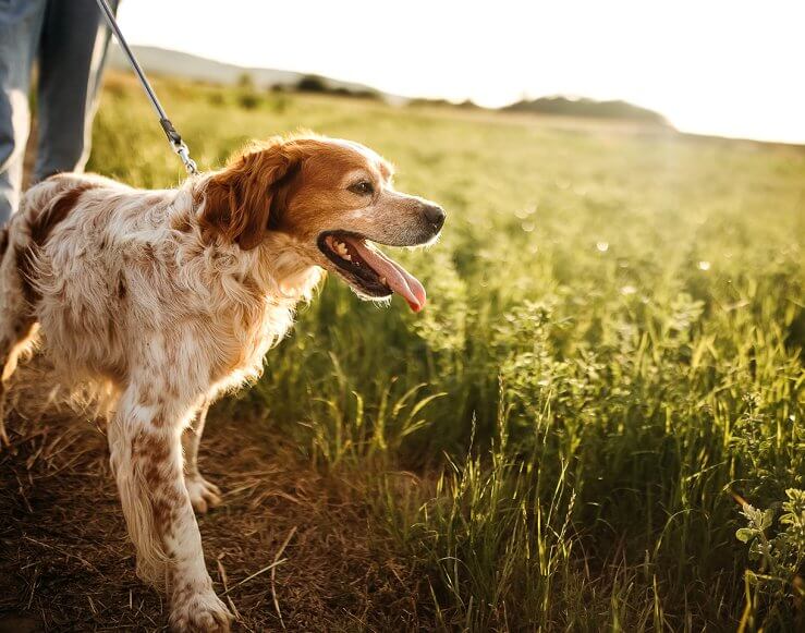 Dog on leash walking in a field with it's owner