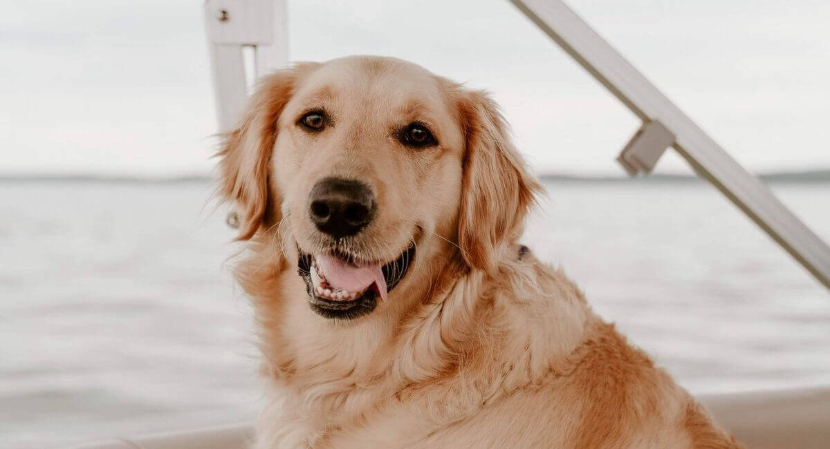 Golden Retriever sitting on a boat with Torch Lake in the background