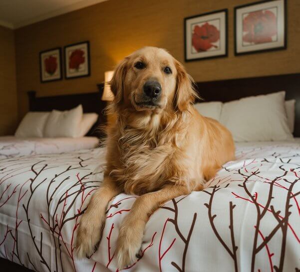 Golden Retriever laying on bed in a Lakeview Hotel Guest Room