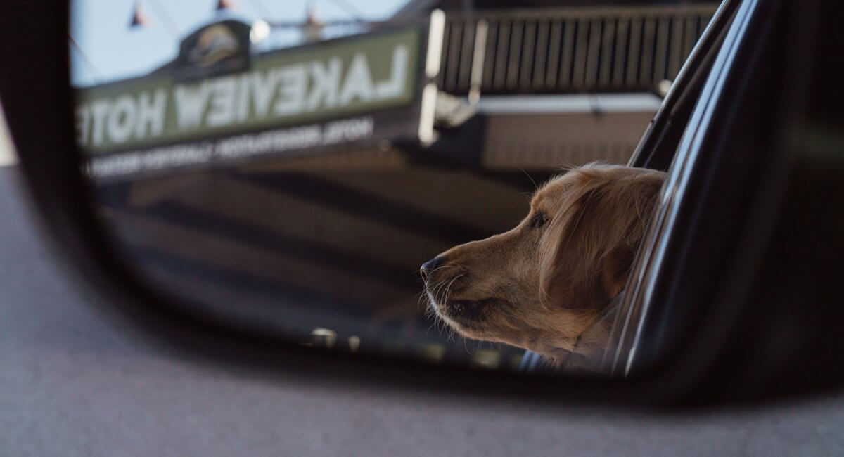 Dog sticking head out of the window in front of The Lakeview Hotel