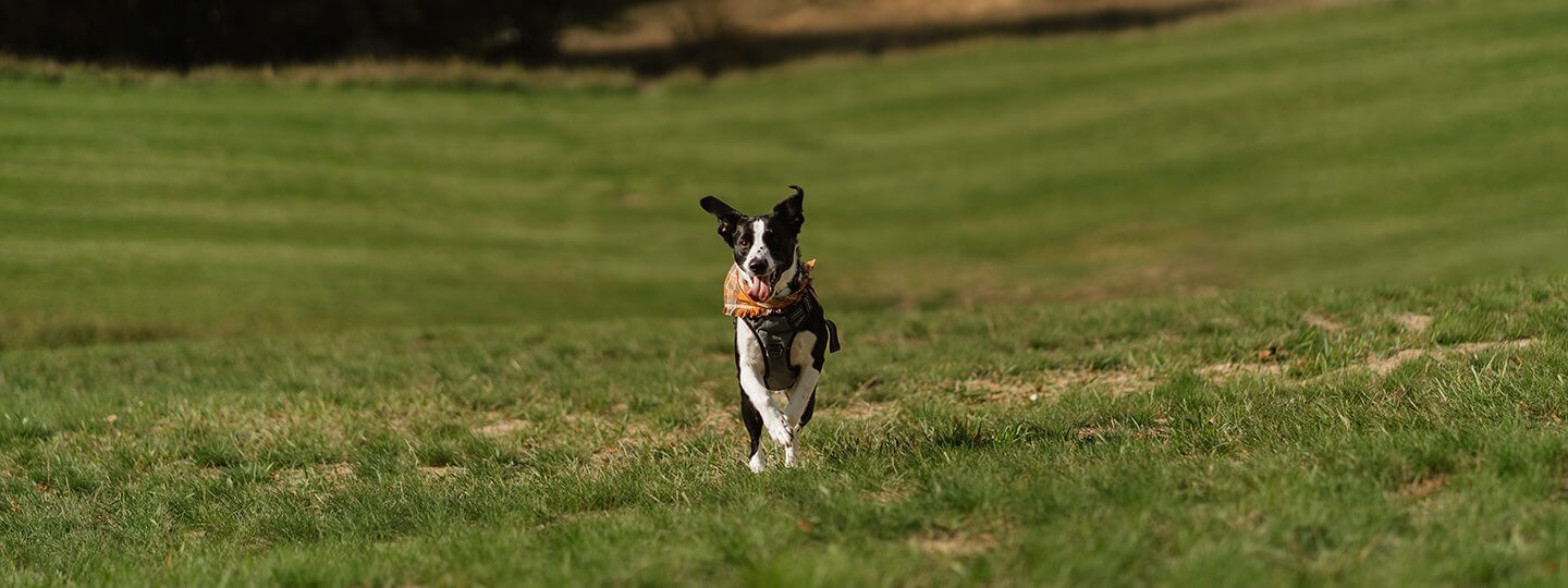 Dog running on grass behind the Lakeview Hotel